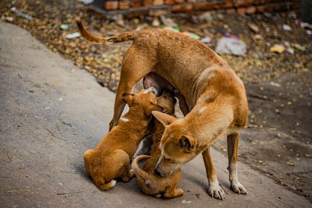 Be Their Last Hope: Sponsor Critical Animal Protection Where Most Needed